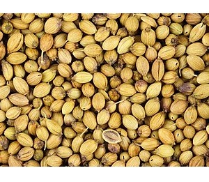 Coriander