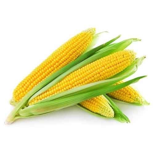 Fresh Maize